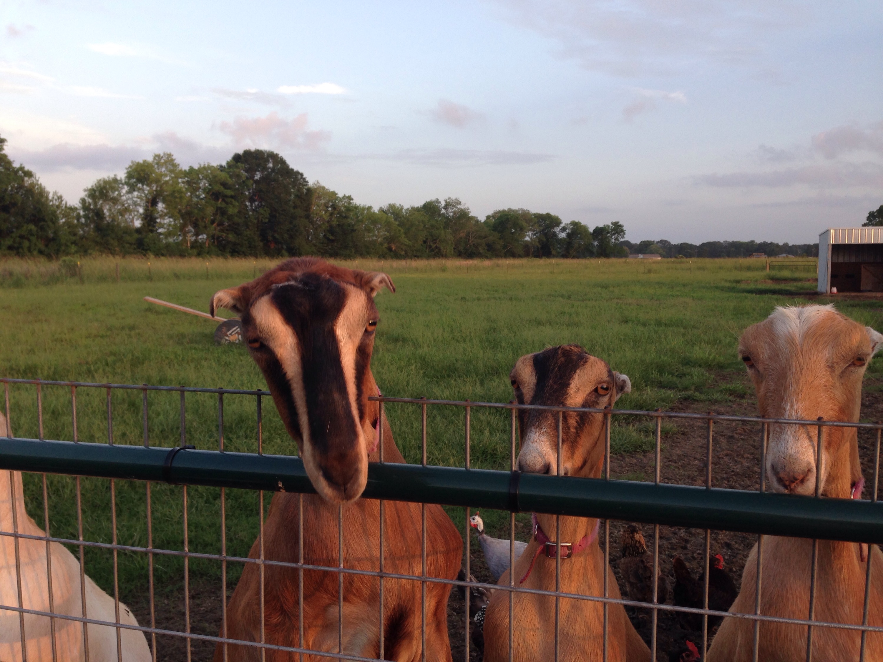 Hungry goats Goat To It Farm
