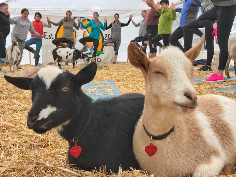 Original Goat Yoga Find Locations and Events Near You!