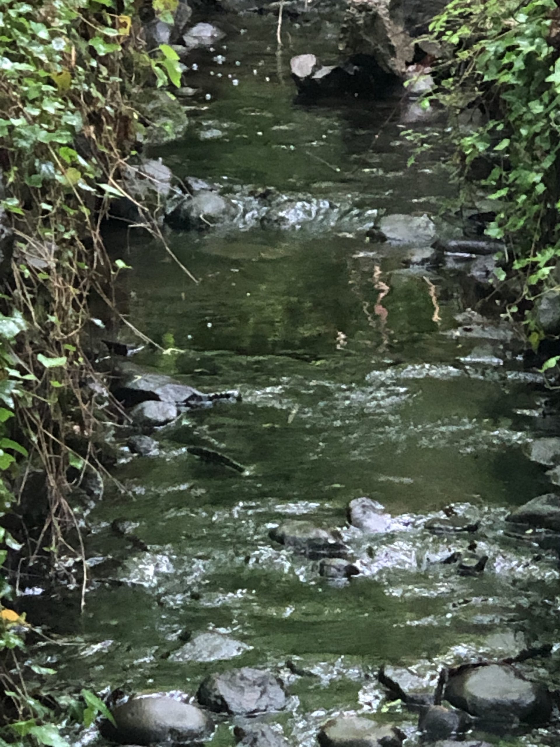 The History of South Nyack Through the History and Rediscovery of the