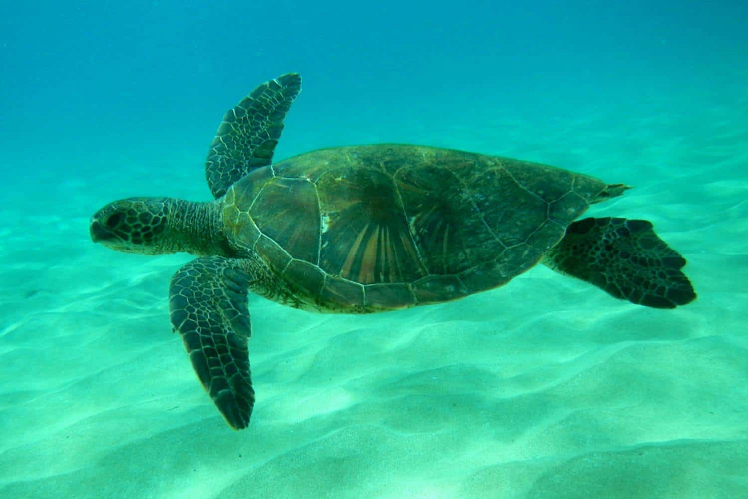 5 Hawaiian Adventures You Can’t Miss