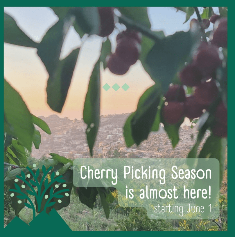 Cherry Picking Experience at Bchaaleh › Go Batroun