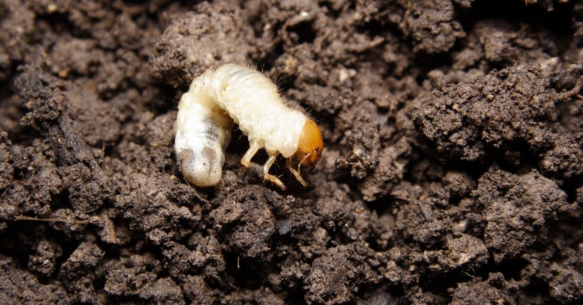 Lawn Grub Control & Treatment Preventative Grub Control UT