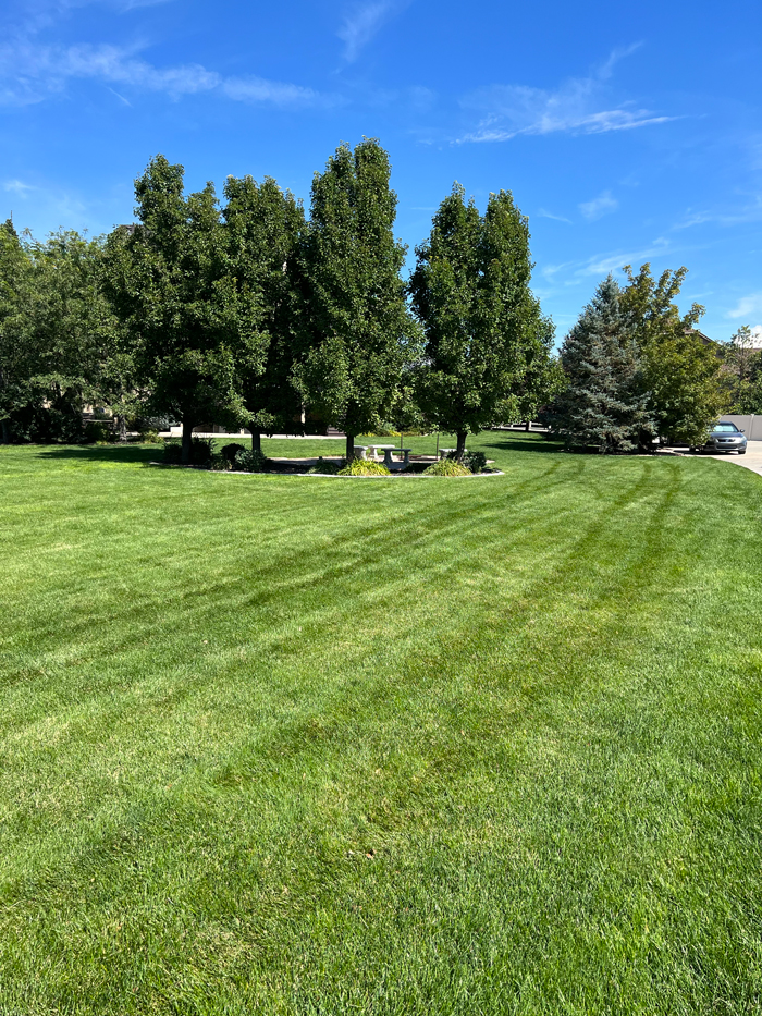 Home Lawn Care Big League Lawns