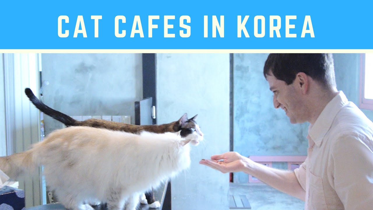 Cat Cafes in Korea 고양이 카페 (GOYANGI CAFE) Learn Korean with GO