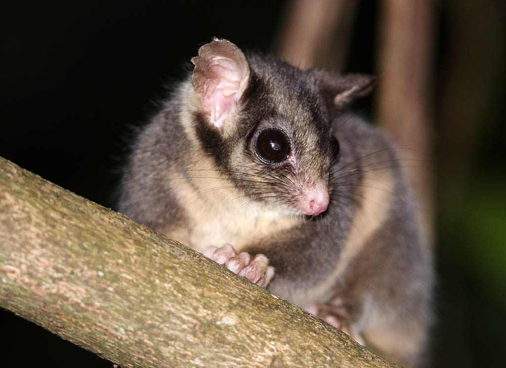 Leadbeater’s Possum Go Birding