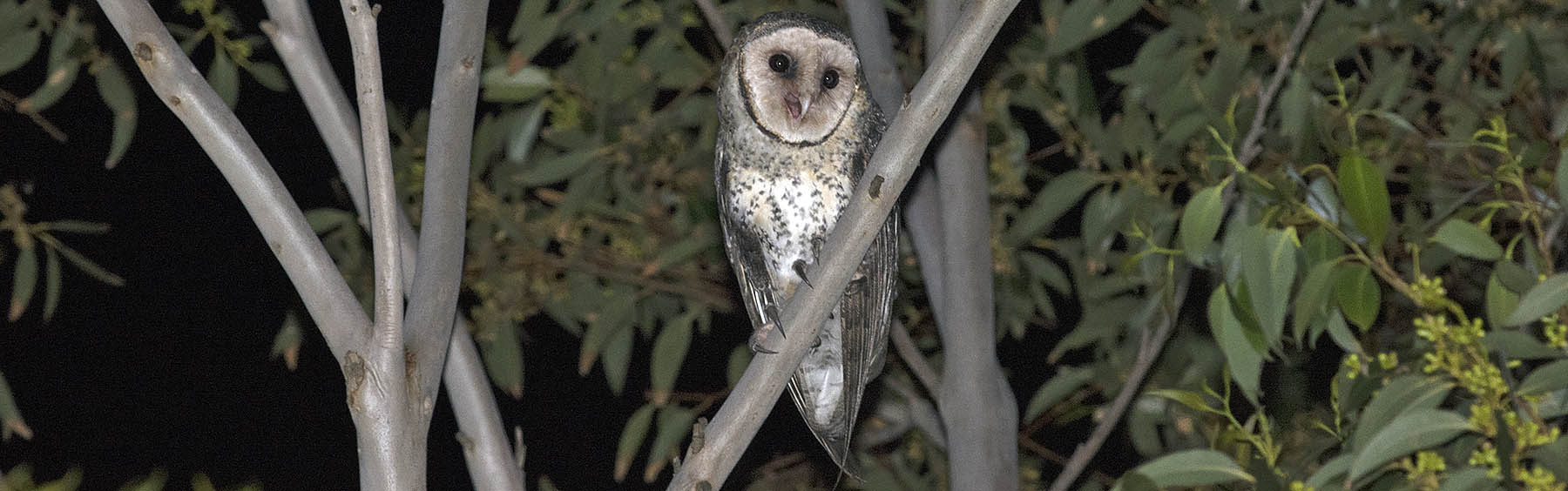 Australian Masked Owl