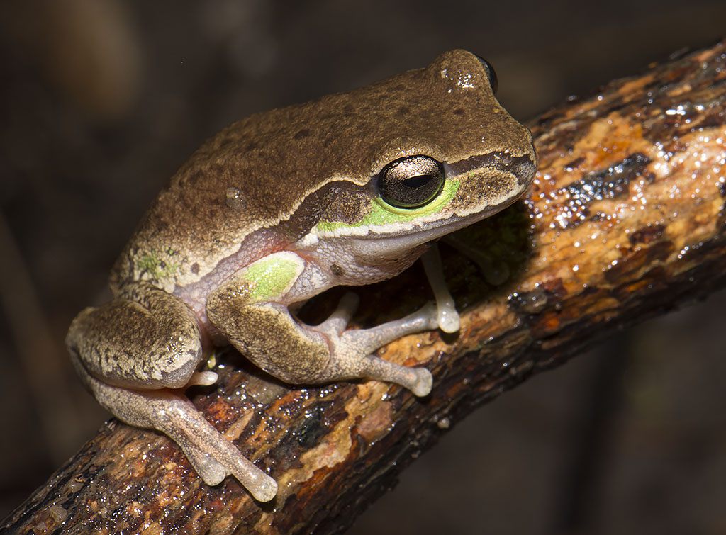 Frogs of Victoria Go Birding