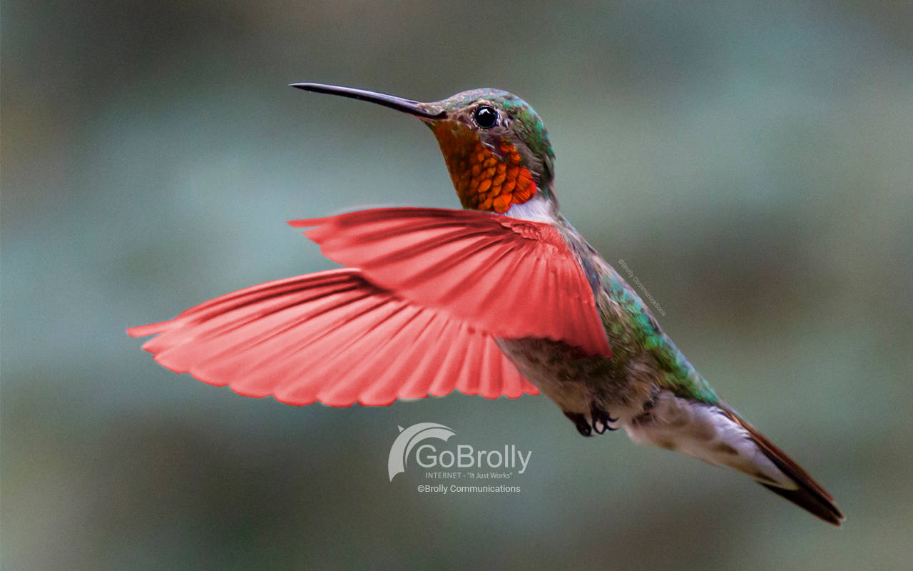 Happy National Hummingbird Day! 2023
