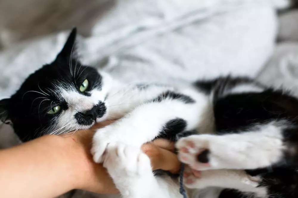 How To Stop A Cat From Biting During Play