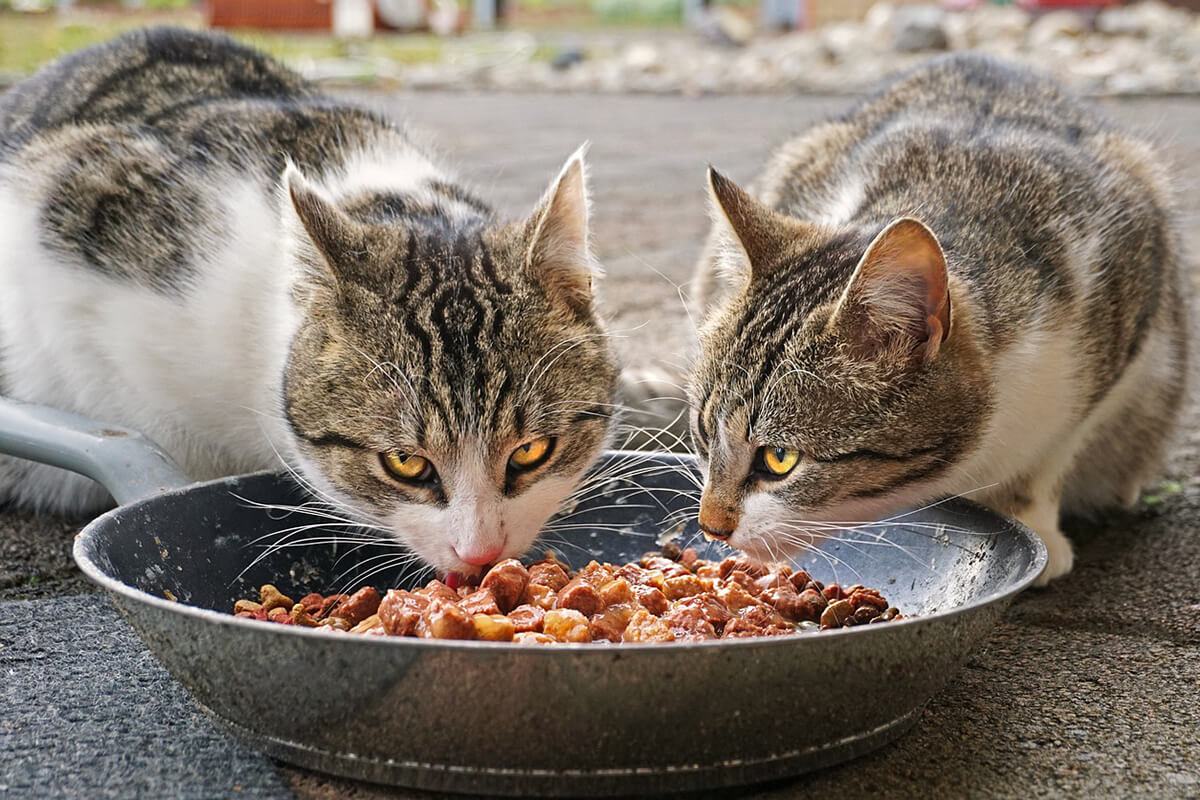 Will Work For Food Go Cat Go