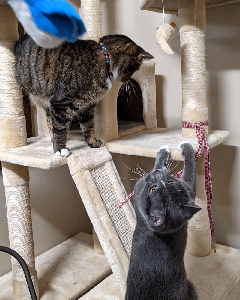 Ruff Life Pet Hotel » GO Chippewa County Wisconsin