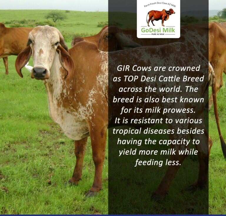 Gir Cow A2 Milk Speciality