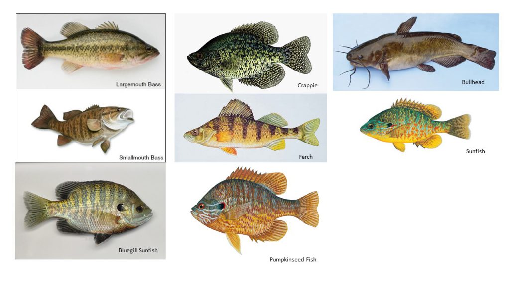 Fishing to Godfrey's Pond