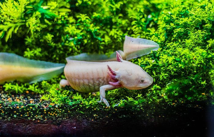 Tips For The Perfect Diy Axolotl Aquarium Godiygo Com