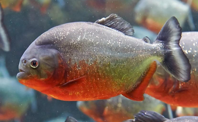 Ikan Bawal Dari Amazon? Godong Ijo