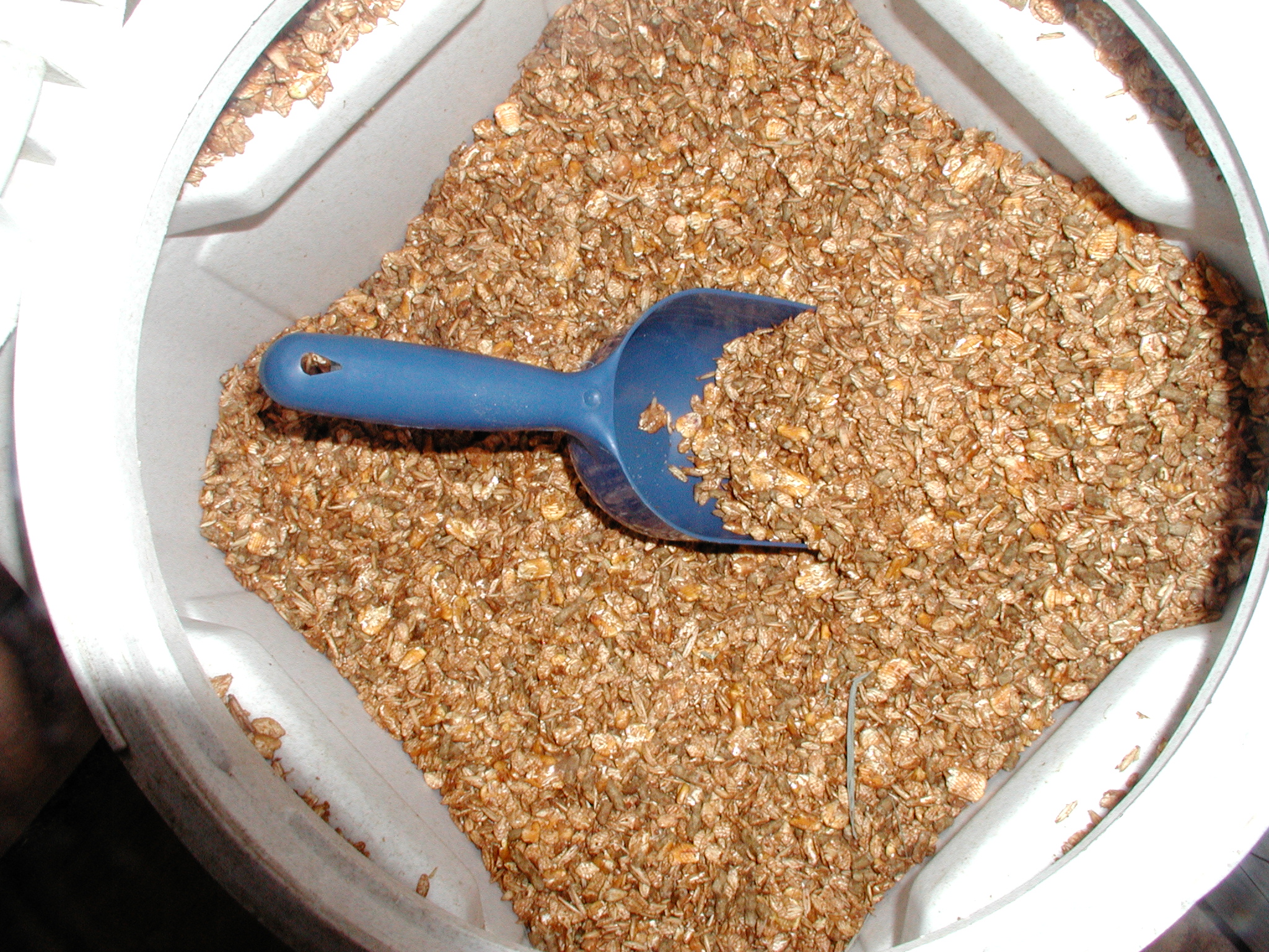 Feeding Goats Alfalfa God's Creatures