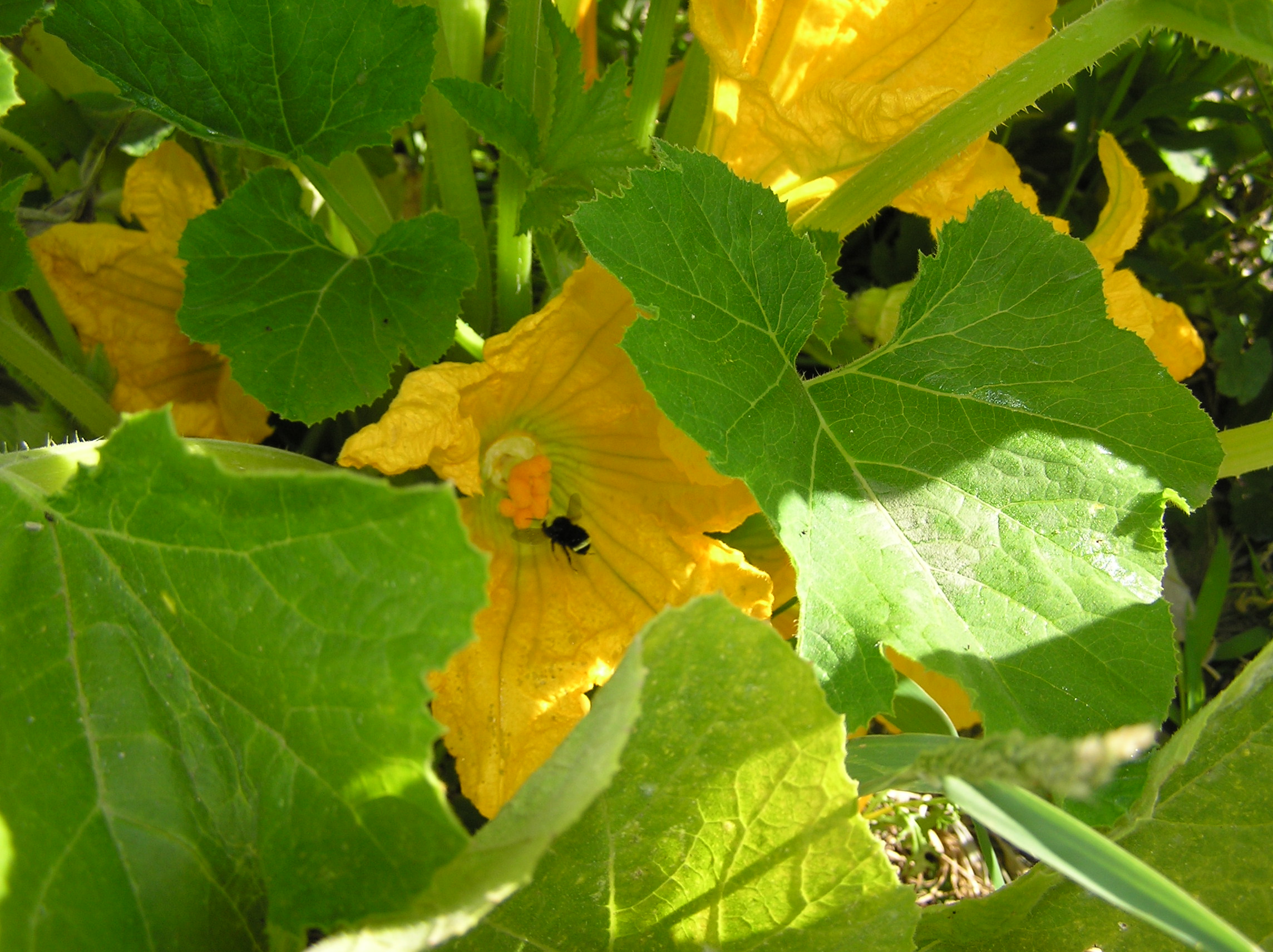 The Most Beautiful Vegetables in the Garden Godspace