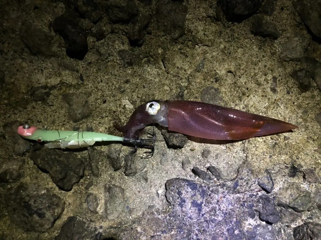 【ベストコレクション】 カレイ 釣り 餌 イカ 104681カレイ 釣り 餌 イカ imagesnemluong