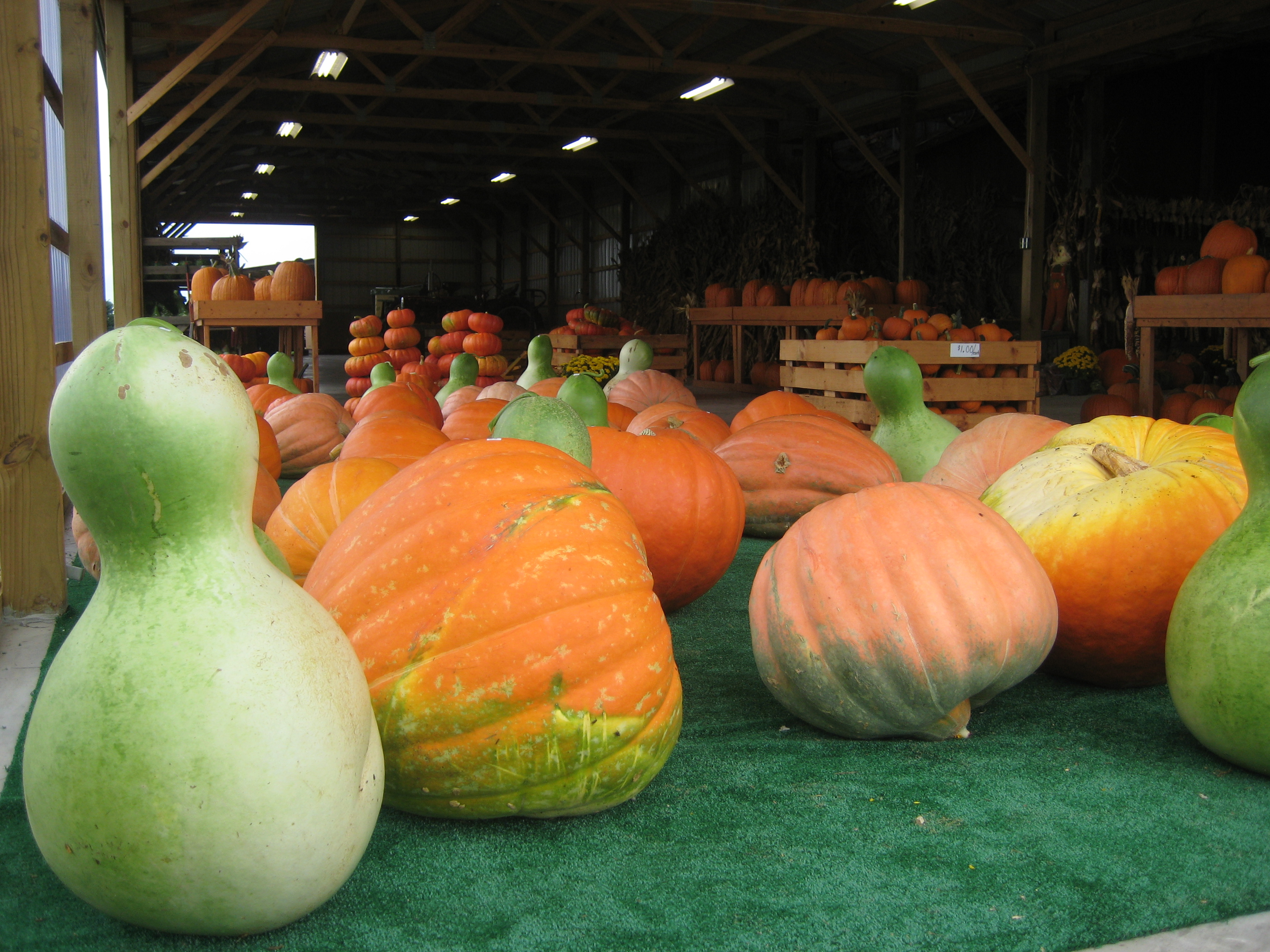 Large Pumpkins, African Bottle Gourds