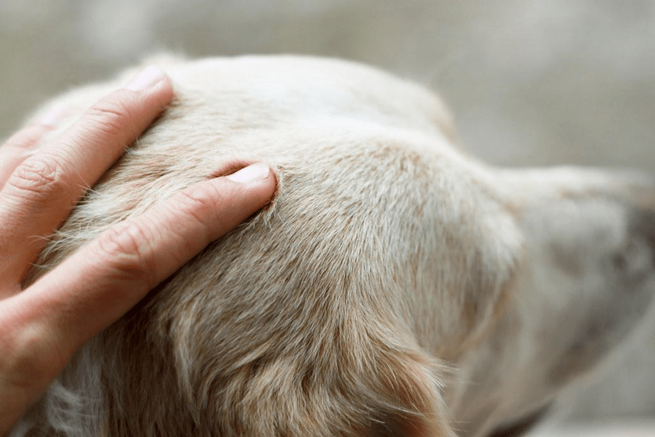 Dandruff in Dogs Treatment Goelvet Pharma Official