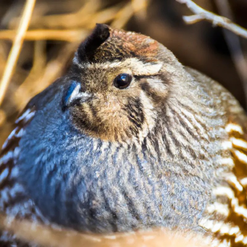 Hunting Mountain Quail In Arizona The Thrilling Adventure! Goenthusiast