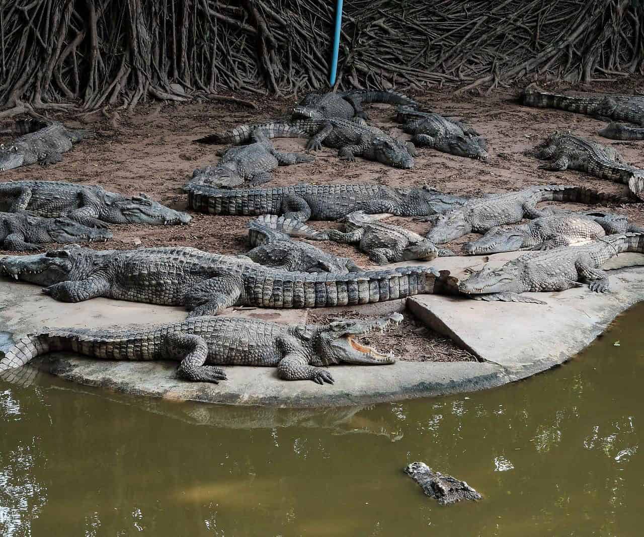 Are there Crocodiles in Thailand? Yes… Go Every Corner!