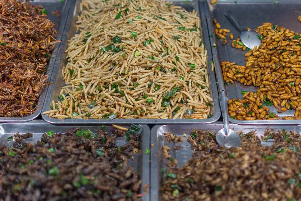 Do They Eat Insects In Vietnam? Go Every Corner!