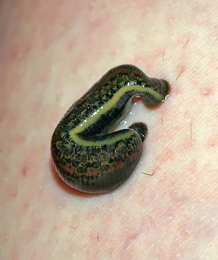 Are There Leeches In Thailand? Go Every Corner!