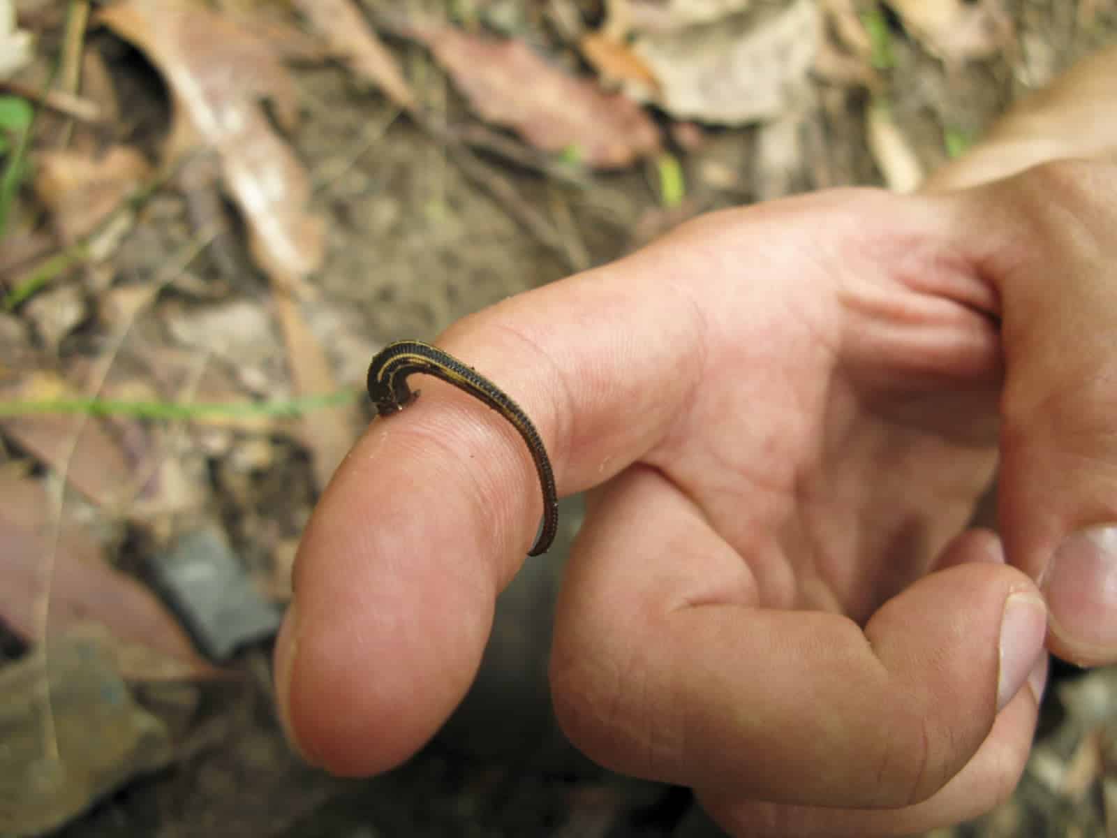 Are There Leeches In Thailand? Go Every Corner!