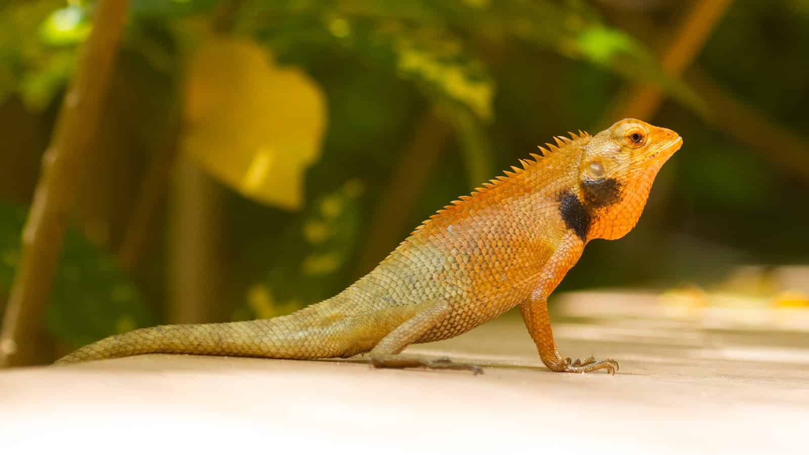 Are There Lizards In Vietnam? Go Every Corner!