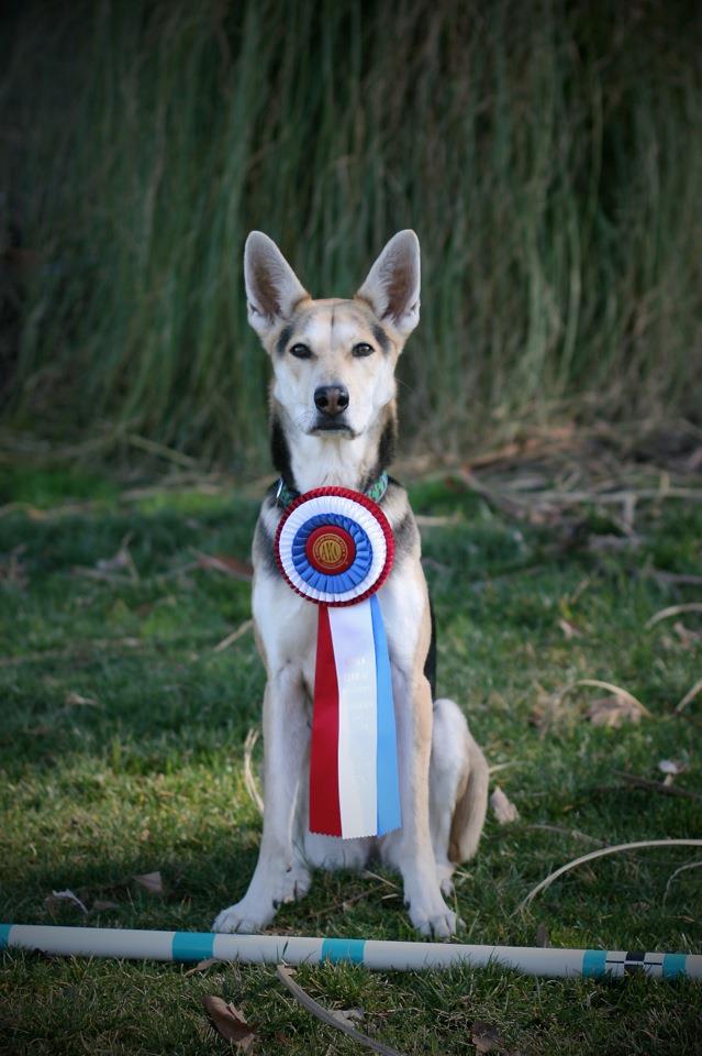 "How I Went From Naughty To Nice" by Roo! Roo's Blog Go Fetch! Dog