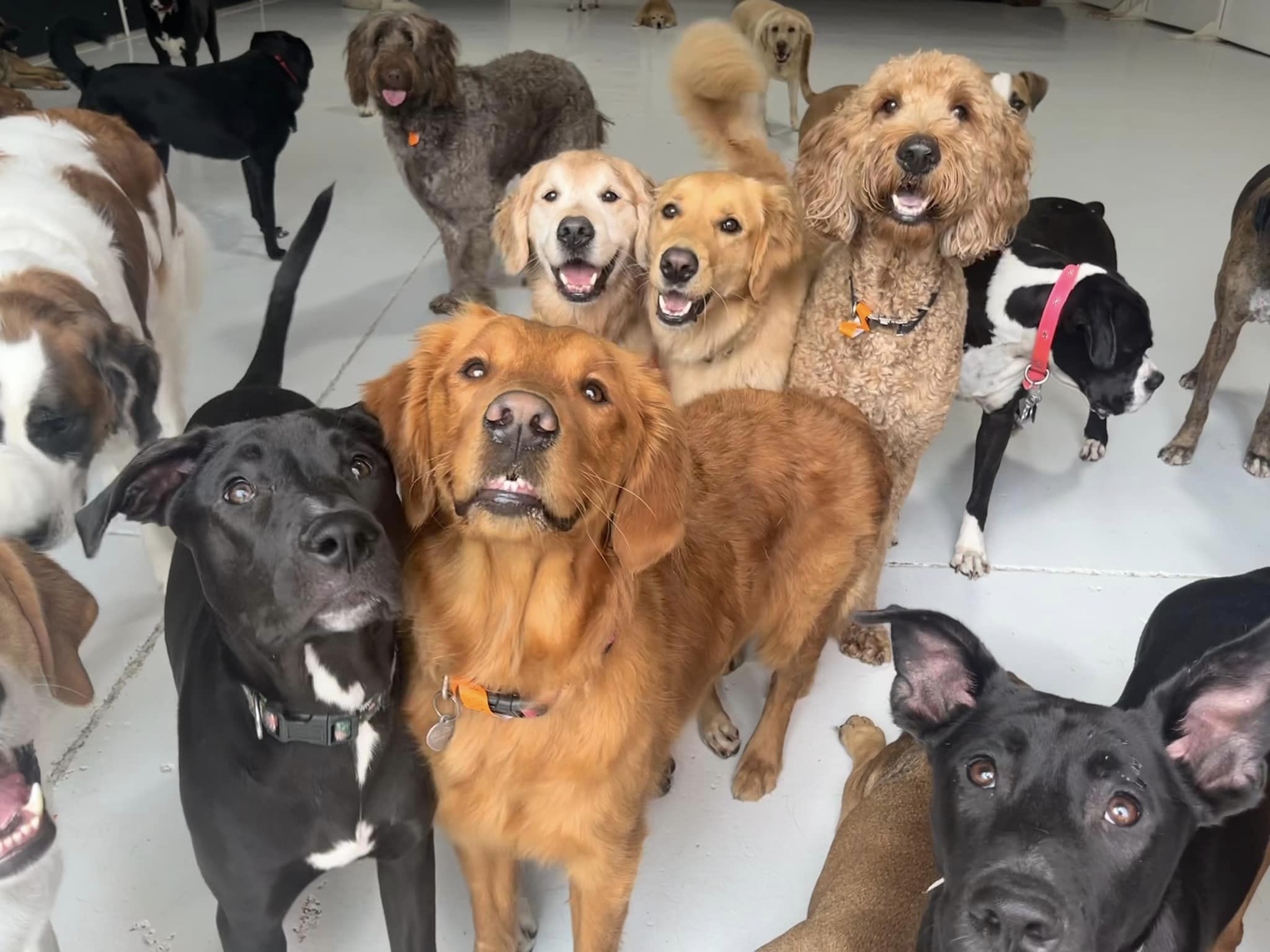 Home Go Fetch Services