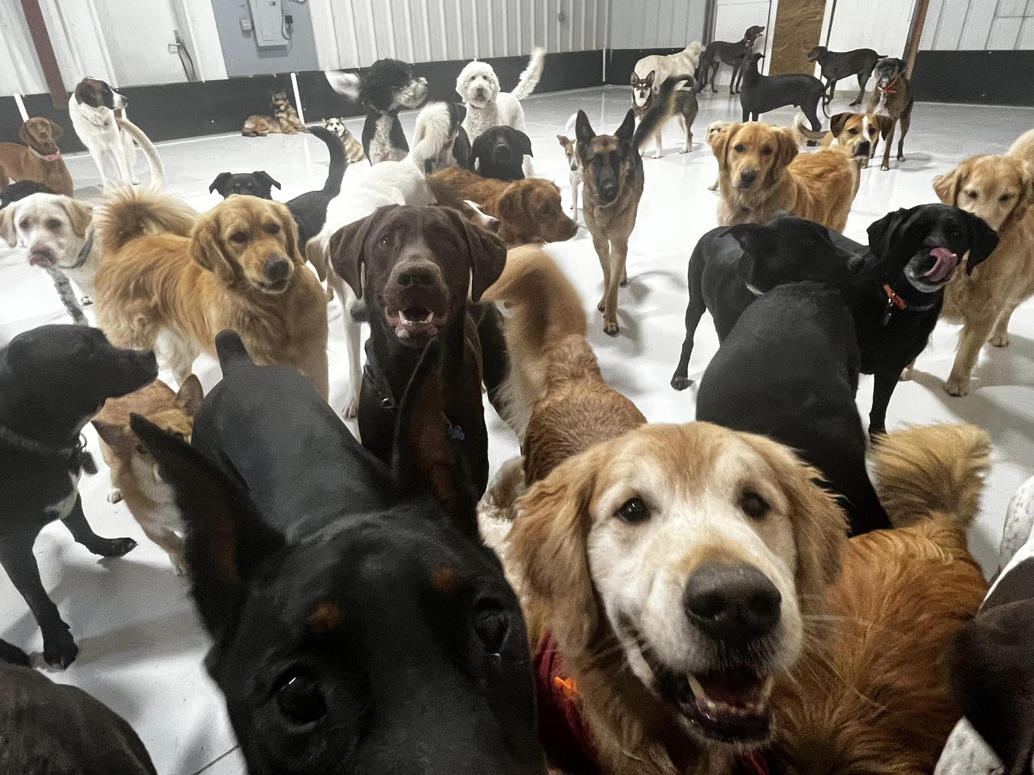 Home Go Fetch Services