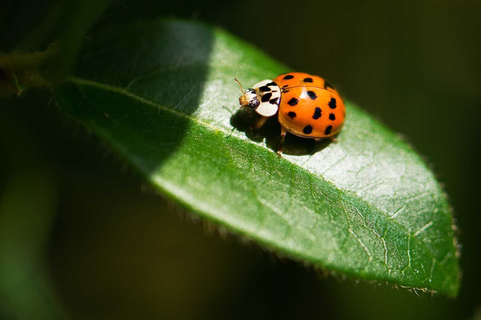 Beneficial Insect Ladybug on Leaf Goffle Brook Farms