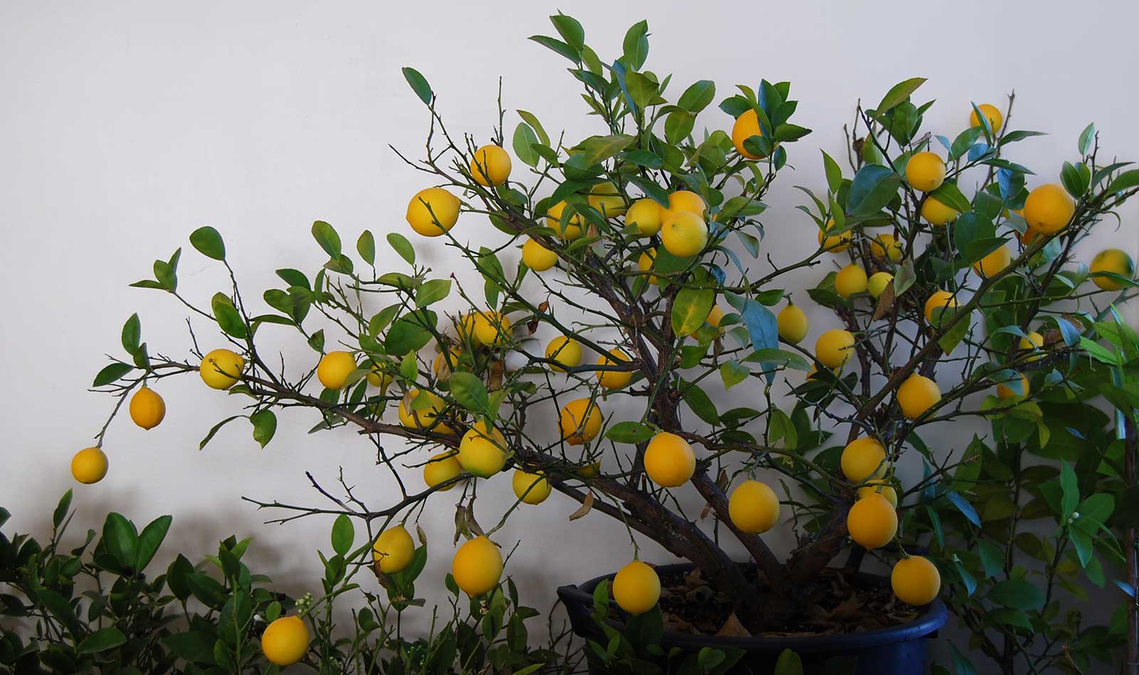 Dwarf Lemon Tree