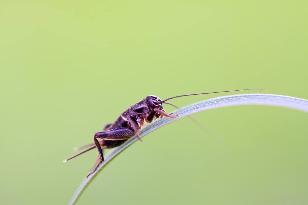 Crickets Pest Control in Central Indiana Freedom Pest Control