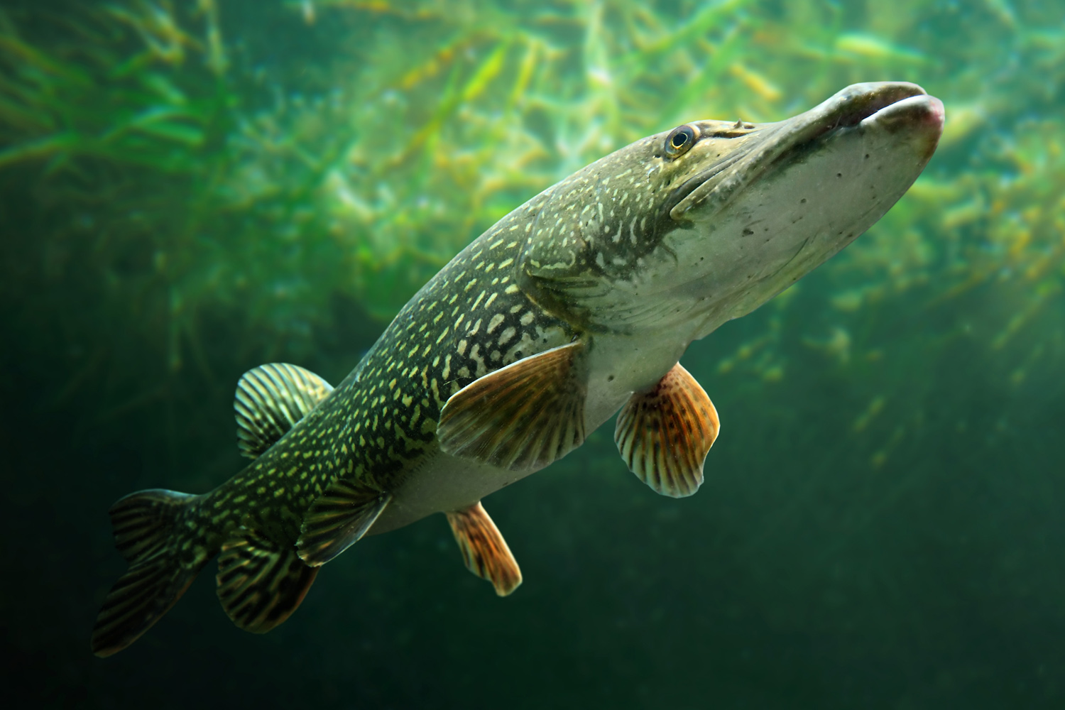 Fishing & Hunting Gogama Lodge