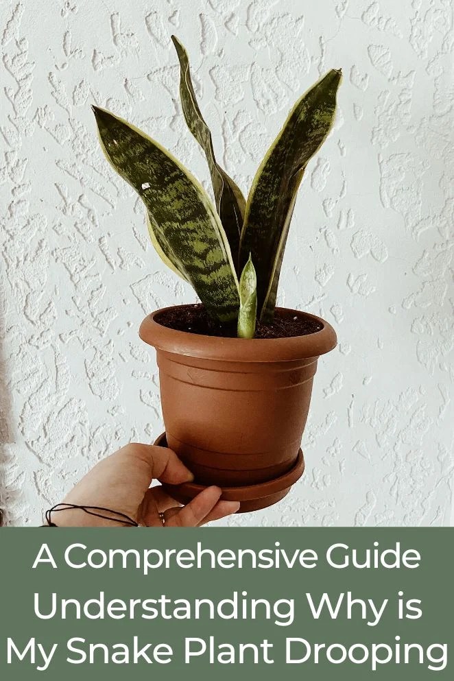 A Guide Understanding Why Is My Snake Plant Drooping