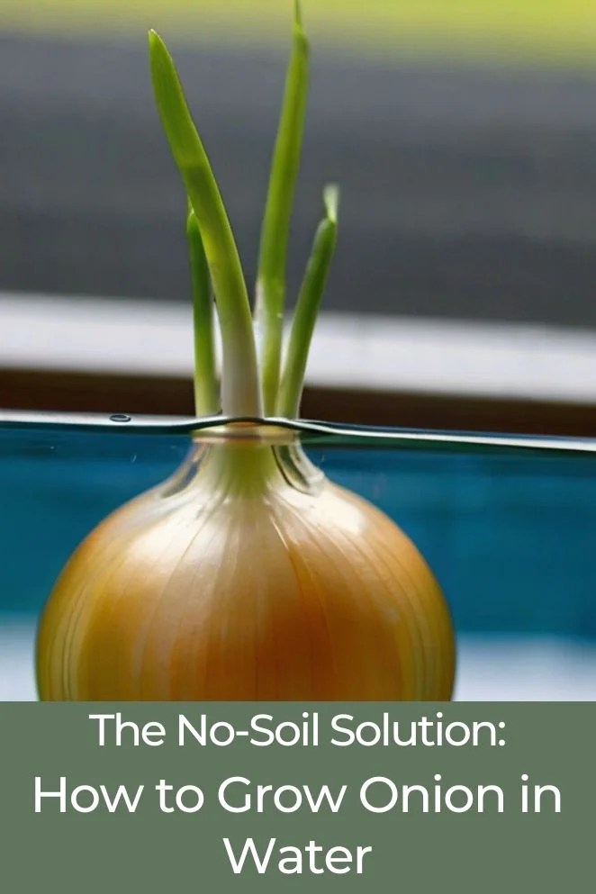 The NoSoil Solution How to Grow Onion in Water