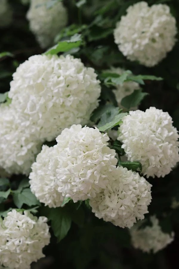 Answered Why Are White Hydrangeas Turning Green?