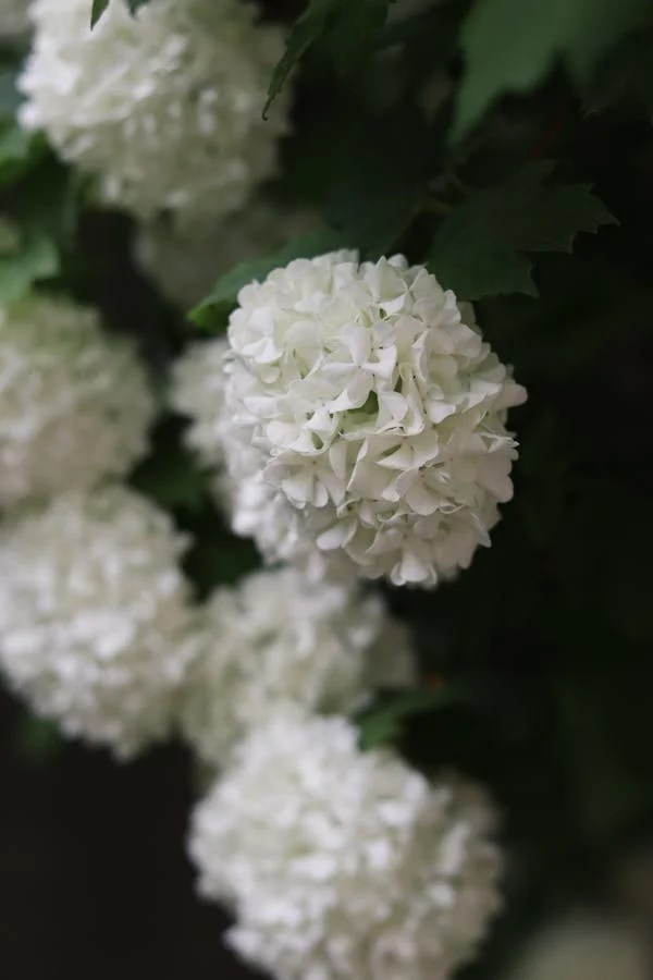 Answered Why Are White Hydrangeas Turning Green?