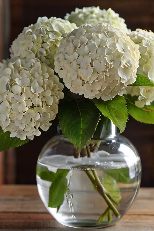 Answered Why Are White Hydrangeas Turning Green?