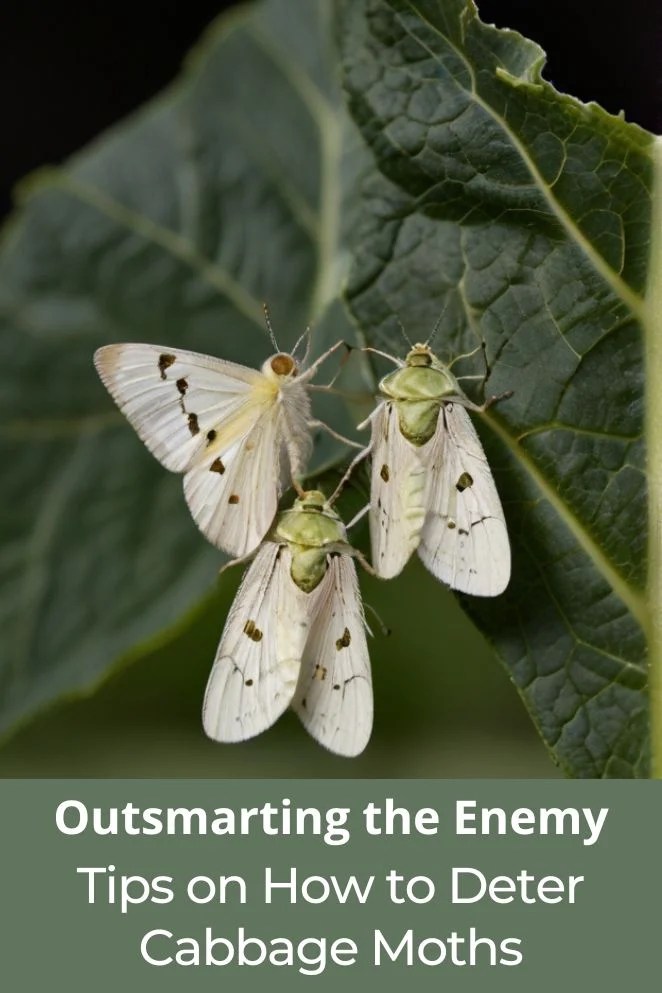 Outsmarting the Enemy Tips on How to Deter Cabbage Moths
