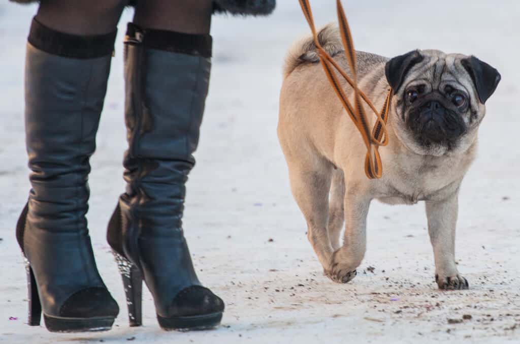 Mops Sve o pasmini, karakteru i temperamentu