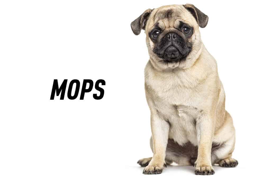 Mops Sve o pasmini, karakteru i temperamentu