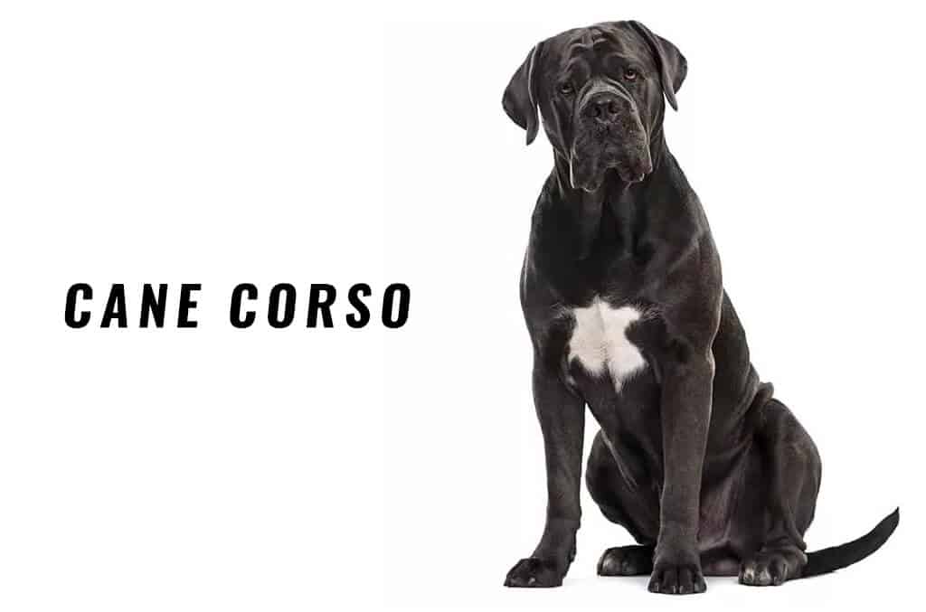 Cane Corso - Gogashop 677_x_1024_jpg