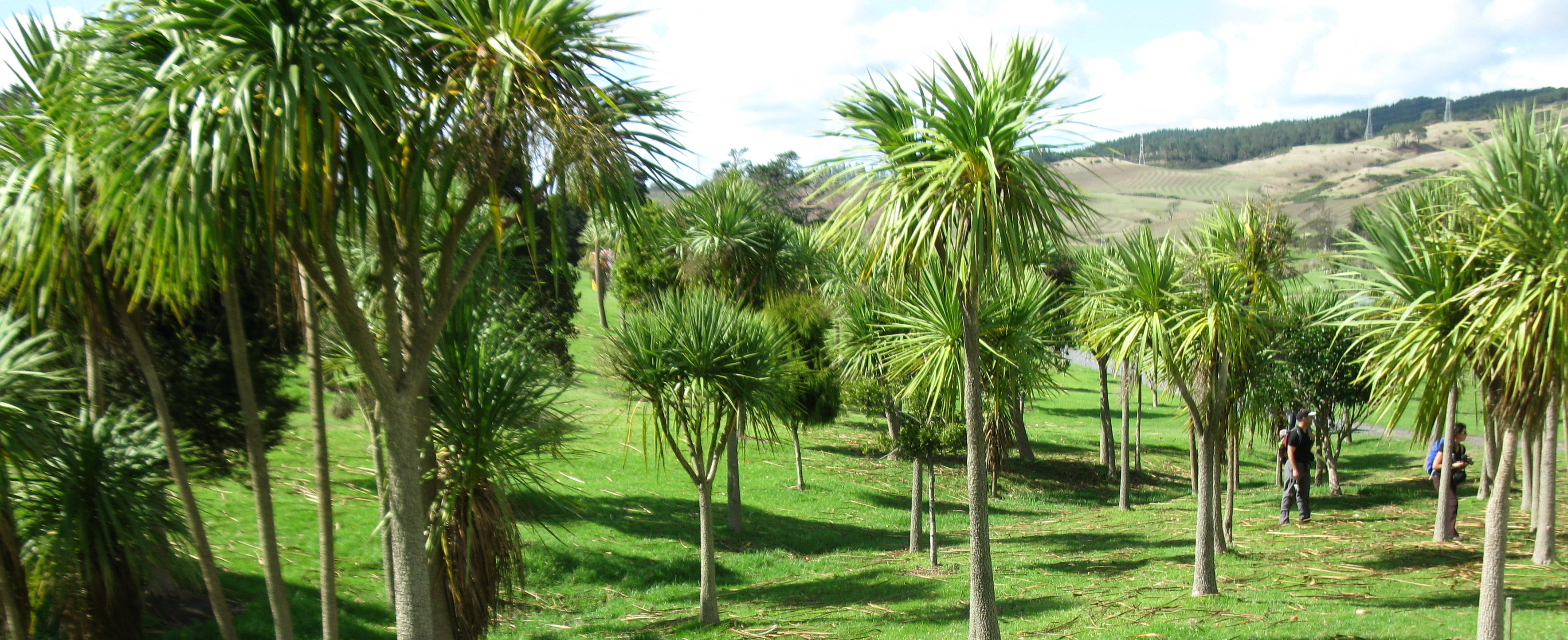 cabbage trees Greg Ogg, Celebrant