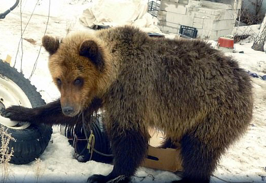 野生の子熊をペットとして飼っていたロシア人 骨にだけになって発見される ゴゴ通信