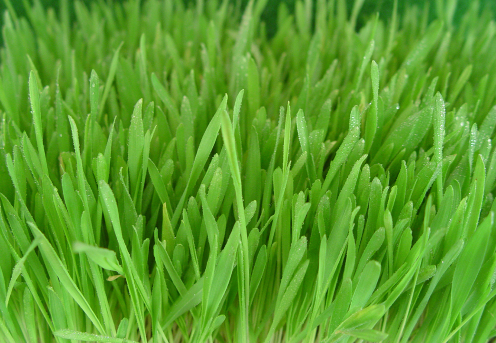 Barley Grass GoGreen