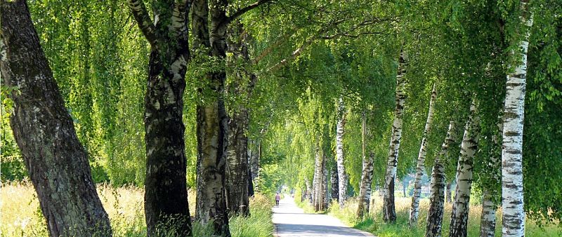 Berkenboom Gogreenbuddy